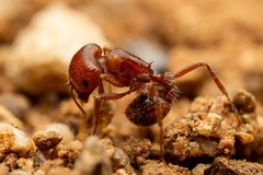 Pogonomyrmex desertorum