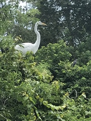 Ardea alba