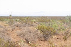 Pogonomyrmex desertorum