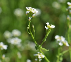 Thlaspi arvense