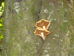 Cyclocybe parasitica