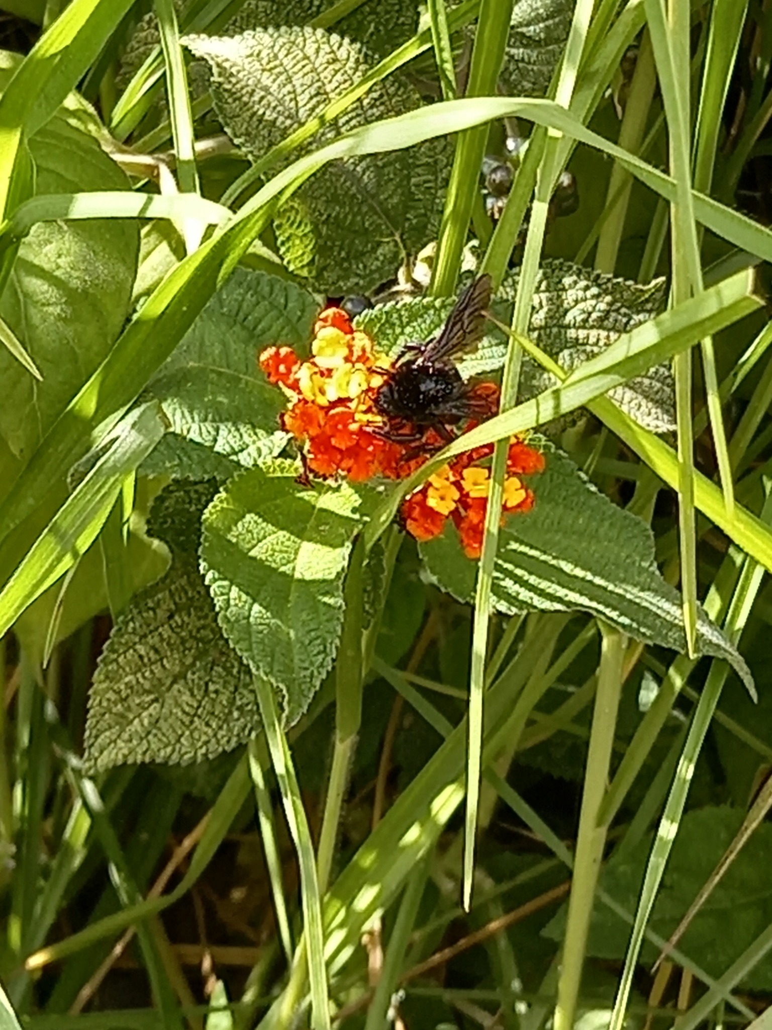 Bombus mexicanus Cresson, 1879