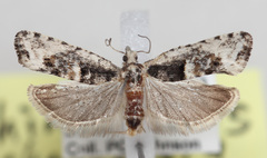 Chimoptesis chrysopyla