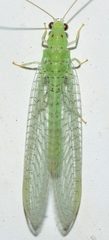 Pseudomallada benedictae