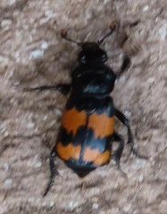Nicrophorus investigator