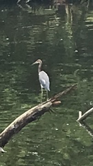 Egretta tricolor image