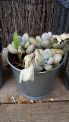 Pachyphytum oviferum