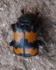 Nicrophorus investigator