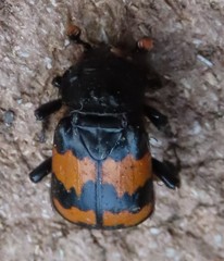 Nicrophorus investigator