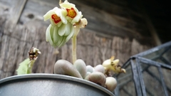 Pachyphytum oviferum