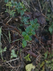 Berberis microphylla