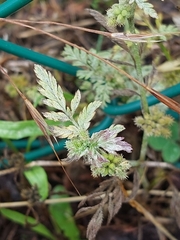 Erysiphe heraclei