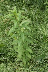 Chamaenerion angustifolium