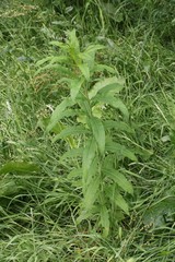 Chamaenerion angustifolium