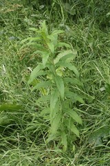 Chamaenerion angustifolium