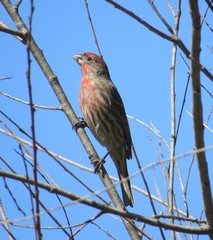 Haemorhous mexicanus
