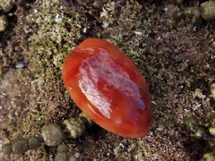 Lyncina