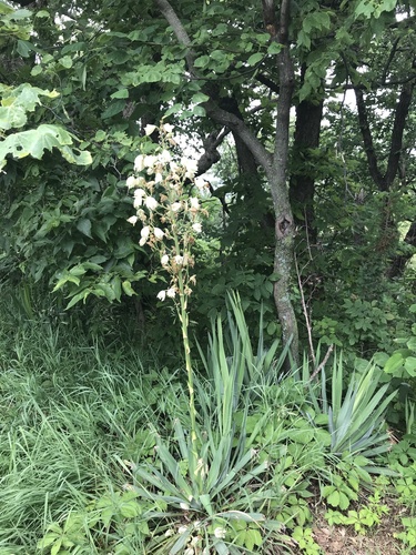 Yucca flaccida