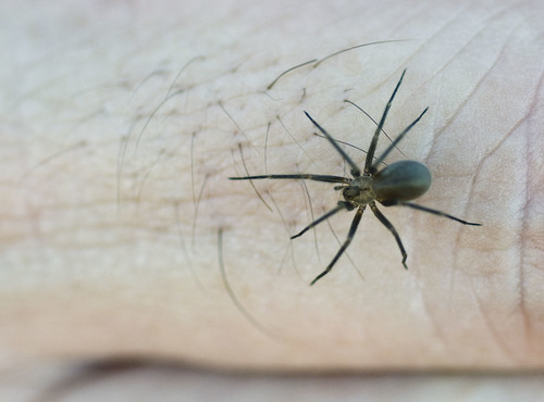 Apache Recluse
