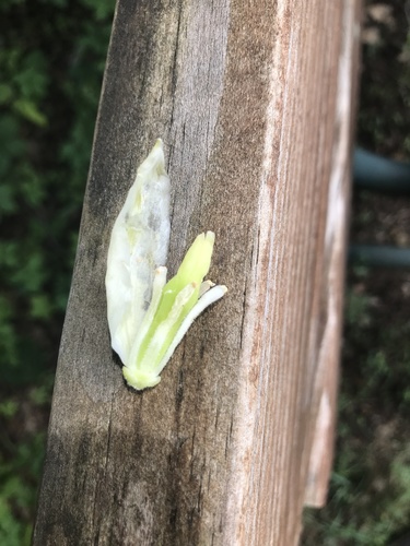 Yucca flaccida