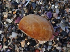 Vulsella
