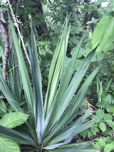 Yucca flaccida