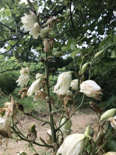 Yucca flaccida