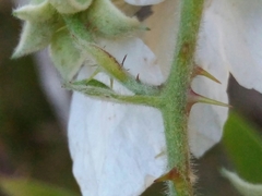 Rubus lainzii