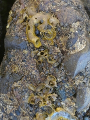 Vermetoidea