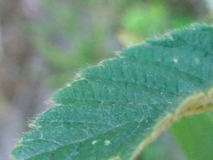Rubus lainzii