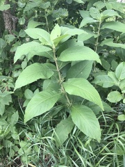 Triosteum perfoliatum