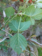 Rubus lainzii