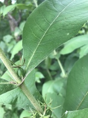Triosteum perfoliatum