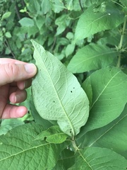 Triosteum perfoliatum
