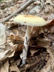 Amanita stranella