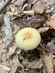 Amanita stranella