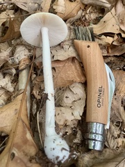 Amanita stranella