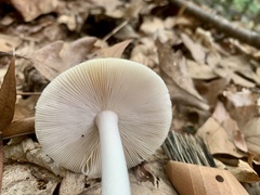 Amanita stranella