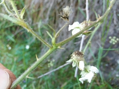 Rubus lainzii