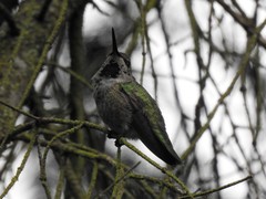 Calypte anna
