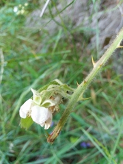 Rubus lainzii