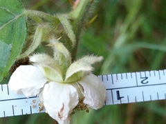 Rubus lainzii