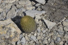Coryphantha erecta