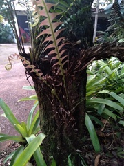 Lomaridium binervatum