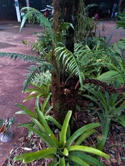 Lomaridium binervatum