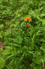 Tephroseris porphyrantha