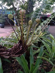 Lomaridium binervatum