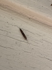 Leptocerus americanus