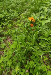 Tephroseris porphyrantha