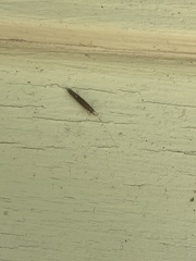 Leptocerus americanus